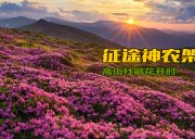 5月28日徒步神农架|重返老君山-高山杜鹃花季-穿行斑斓原始森林-轻重装徒步可选(4 天 3 晚) 5月28日徒步神农架|重返老君山-高山杜鹃花季-穿行斑斓原始森林-轻重装徒步可选(4 天 3 晚)
