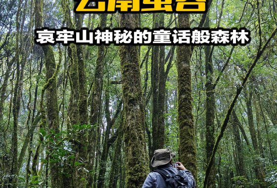 1月21日-滇南绮韵&秘境行吟 | 云南虫谷&探秘之旅/哀牢山-西双版纳-景迈山-建水-碧色寨-万峰林-马岭河-翁丁布朗-元阳梯田/深渡旅行轻奢徒步/16天