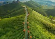 4月5日-茶香之旅 | 信阳茶山漫步之茶源绿道+车云山+文新茶村/茶山-茶林-茶田-茶厂/品明前茶-星空露营/自带装备露营-也可选择民宿住宿/登山徒步-休闲级线路-2天茶旅漫游~