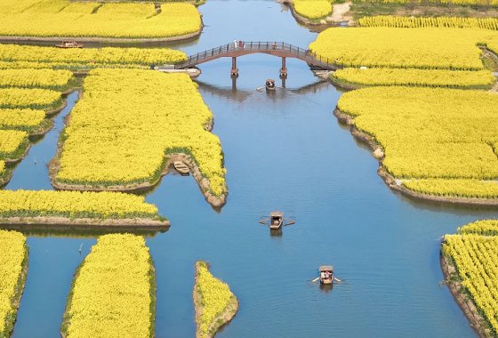 3月23日-烟花三月下扬州 | 江南水乡/兴化千垛田油菜花+李中水上森林+瘦西湖+南京樱花季/老少皆宜 四天行程