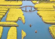 3月23日-烟花三月下扬州 | 江南水乡/兴化千垛田油菜花+李中水上森林+瘦西湖+南京樱花季/老少皆宜 四天行程