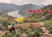 5月1日-徒步新安江 | 用脚步丈量山水画廊-感受徽州文化/沿江徒步+渡船的方式，360度解锁东方多瑙河的独特浪漫/轻奢徒步5天