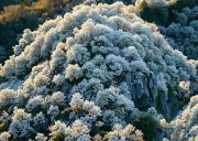 4月18日-秦岭花海 | 漫步蓝关古道+王顺山/白鹃梅+连翘+杜鹃花海争相斗艳-追逐这场秦岭写给春天的情书/二天