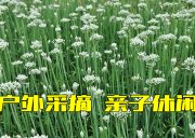 西峡大韭菜沟-采摘野生韭菜-登山溜腿-强度初级-户外原生态线路/休闲一天活动